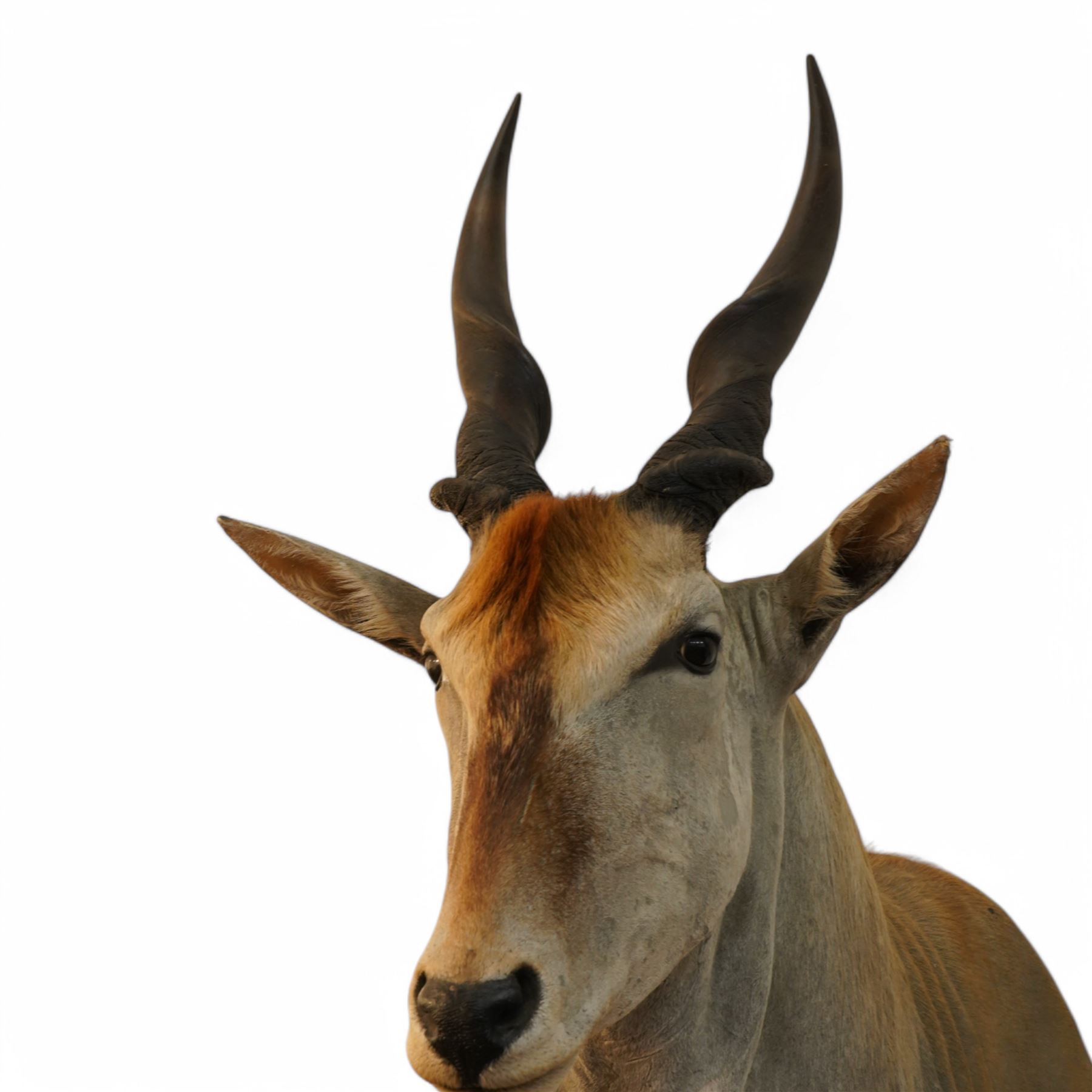 Taxidermy: Common Eland (Taurotragus Oryx), South Africa, large adult bull shoulder mount looking straight ahead, H160cm, D100cm 
