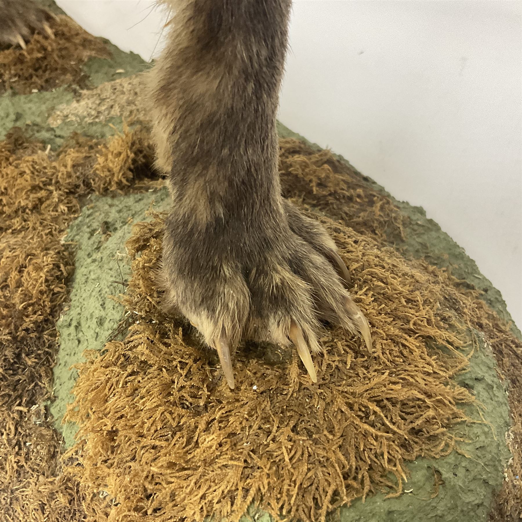 Taxidermy: European Red Fox (Vulpes vulpes), full mount adult on open display with standing alert with ears forward front paw raised, upon a naturalist base, H62cm, L78cm
