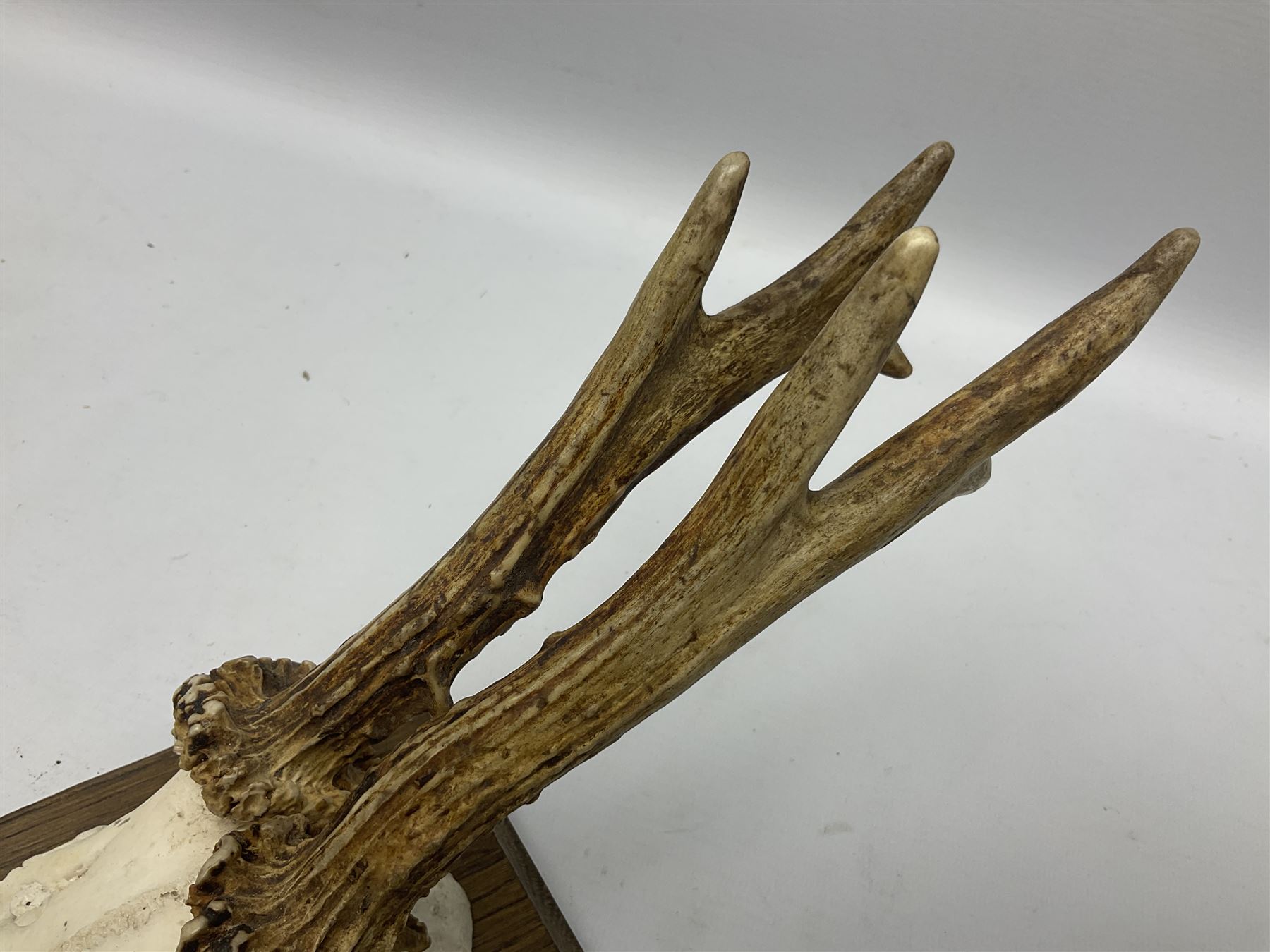 Antlers/Horns; Roe deer (Capreolus capreolus), two pairs of Roebuck Antlers with partial skull , upon wooden shields, H32cm