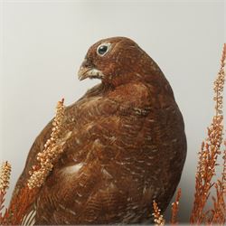 Taxidermy; cased bird diorama, comprising Red Grouse (Lagopus Lagopus Scotica), Northern Lapwing (Vanellus Vanellus) and a White Throated Dipper (Cinclus Cinclus), enclosed within display case, H50cm x W59cm