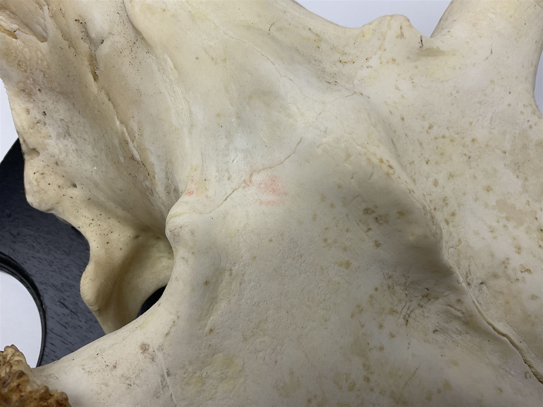 Antlers/Horns: Pair of European Moose (Alces alces) horns with upper skull, mounter upon a wooden shield, H45cm