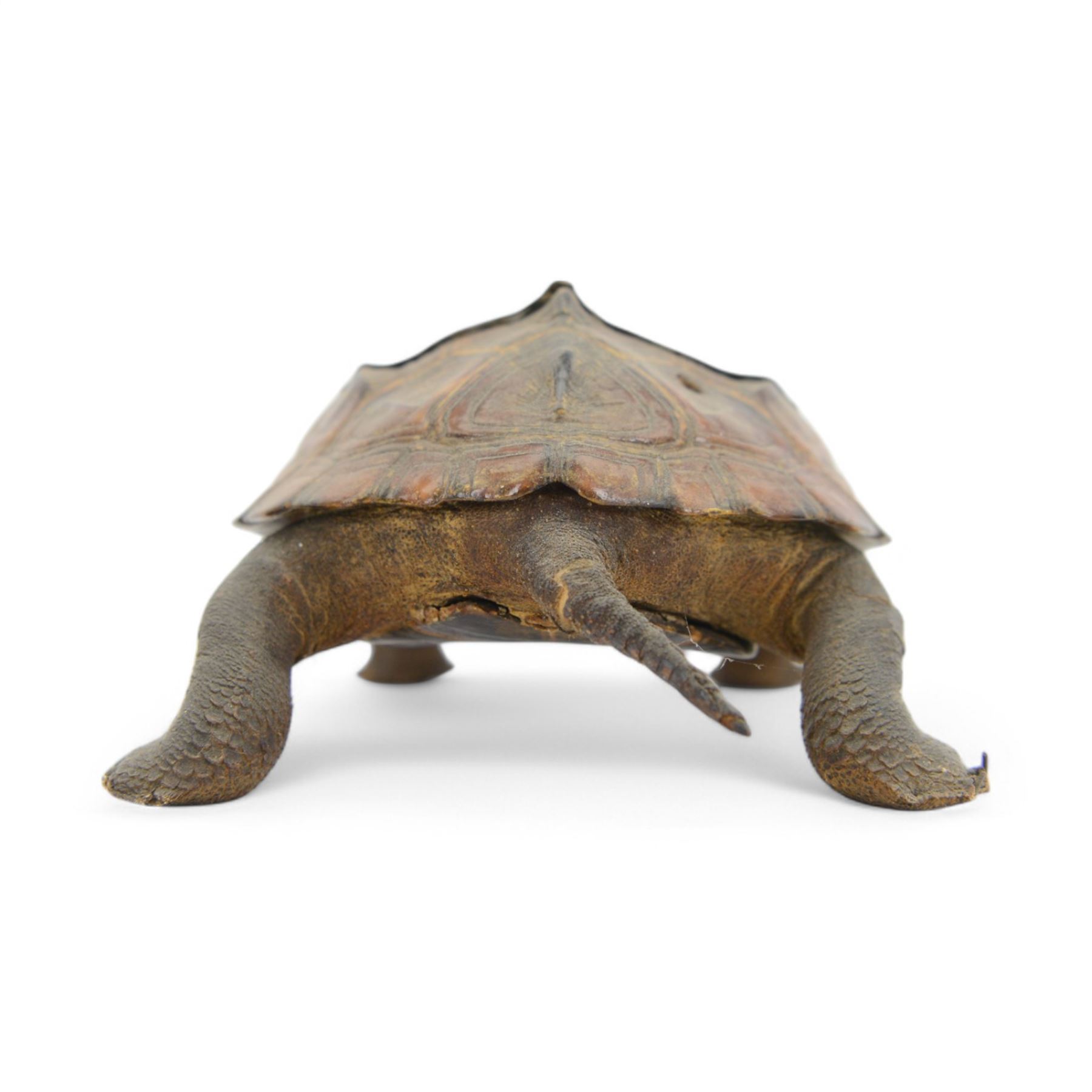 Taxidermy; Victorian novelty terrapin (Malaclemys terrapin) ashtray, together with another taxidermy terrapin, ashtray H8cm