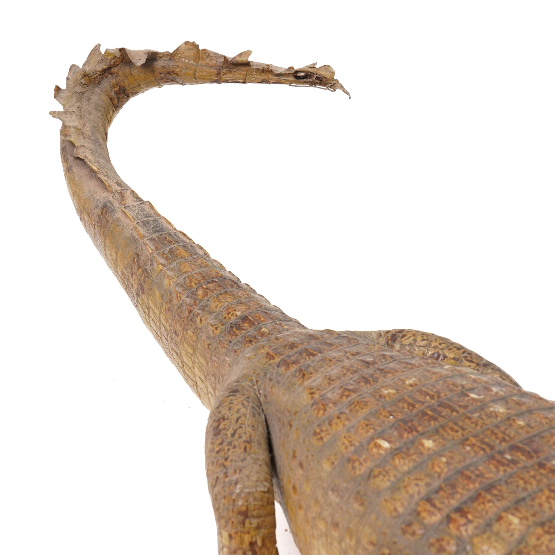 Taxidermy - Caiman Crocodile (Caiman Crocodilus), early 20th century full mount on open display, L90cm 