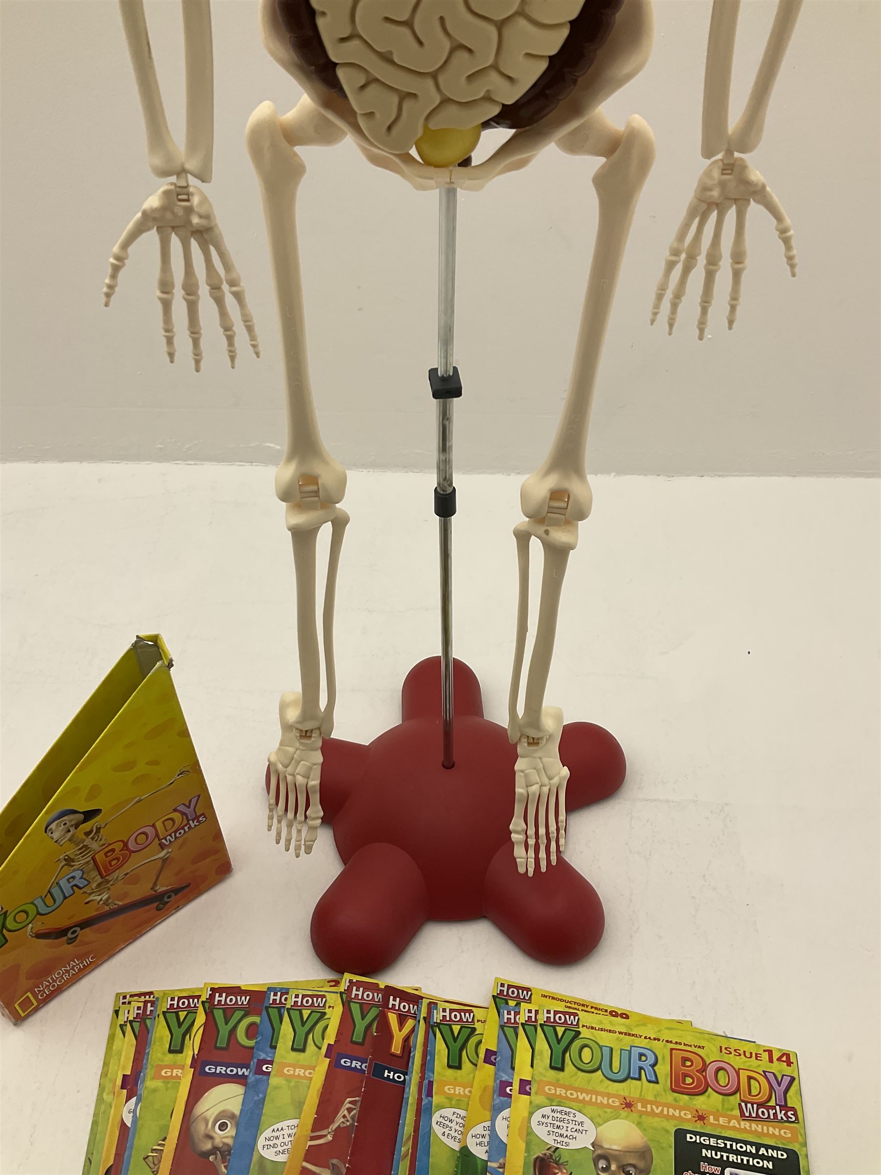 Billie Bones anatomy skeleton with set of magazines volume one to thirty four, skeleton H120cm. 