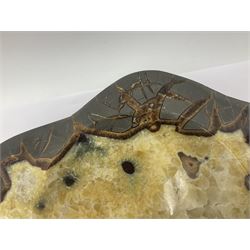 Septarian dish, with a calcite centre and argonite/siderite lines within limestone rock and rough outer edges, H6cm, L25cm