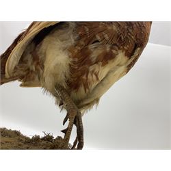 Taxidermy; Ring-necked Pheasant (Phasianus colchicus), adult female mount on open display, together with Pair of Hartebeest (Alcelaphus buselaphus) horns with upper skull, mounter upon a wooden shield, pheasant H40cm 