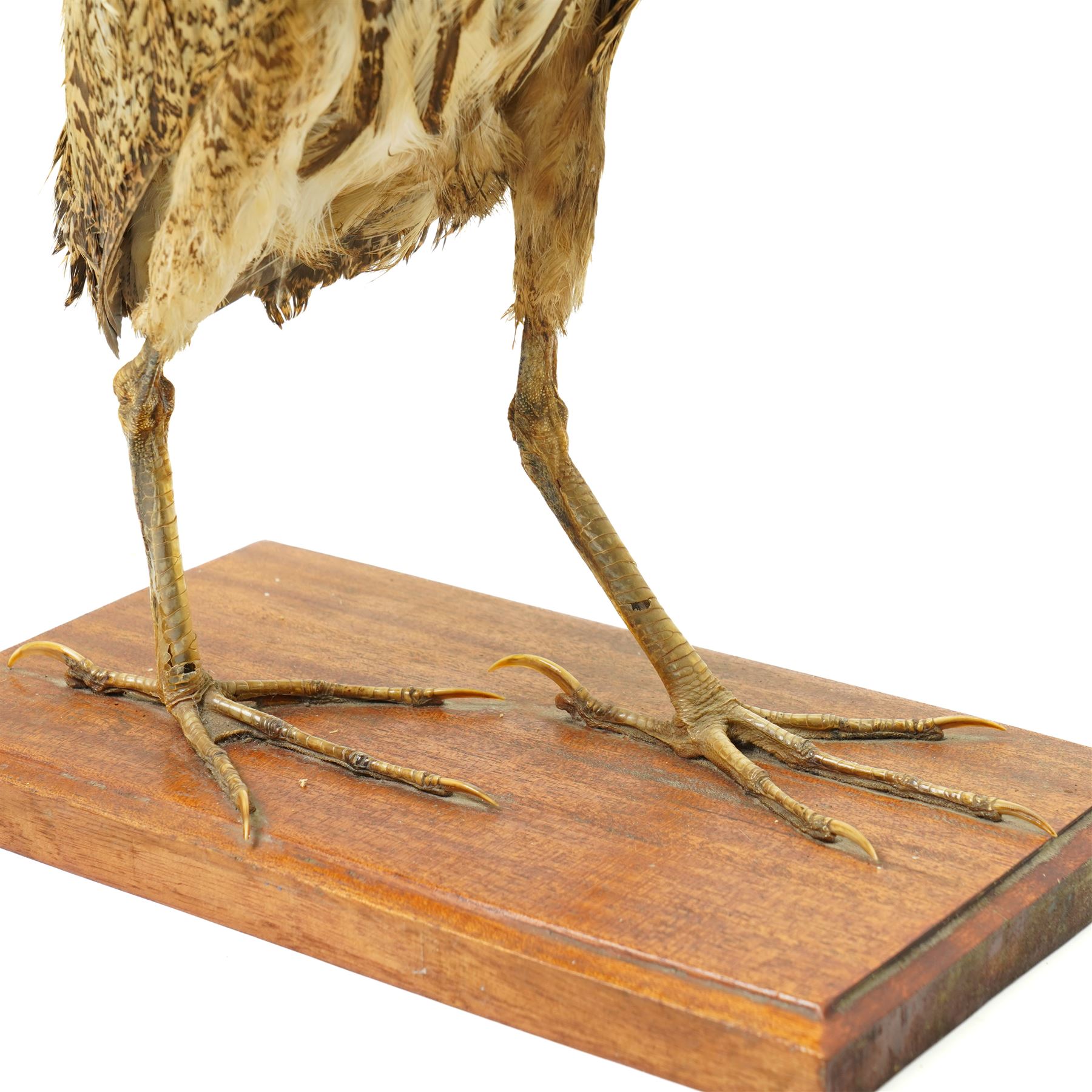 Taxidermy - Bittern (Botaurus stellaris), full adult mount upon wooden base, overall H55cm 