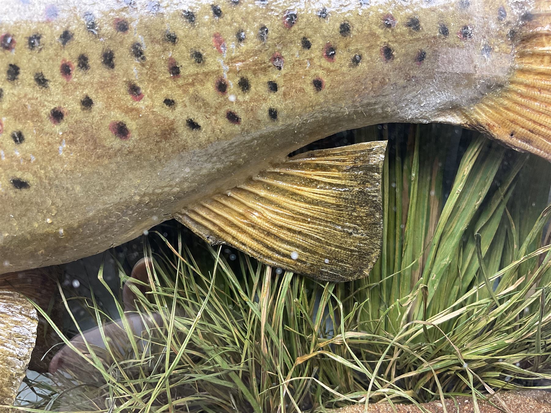 Taxidermy: Brown trout (Salmo trutta), skin mount set above a pebbled river bed with reeds and ferns, against blue painted back drop, enclosed within an ebonised bow-front display case, with 'Costa Beck June 8th 1920, Weight 3 3/4lbs',inscribed to the glass, H31cm, L62cm 