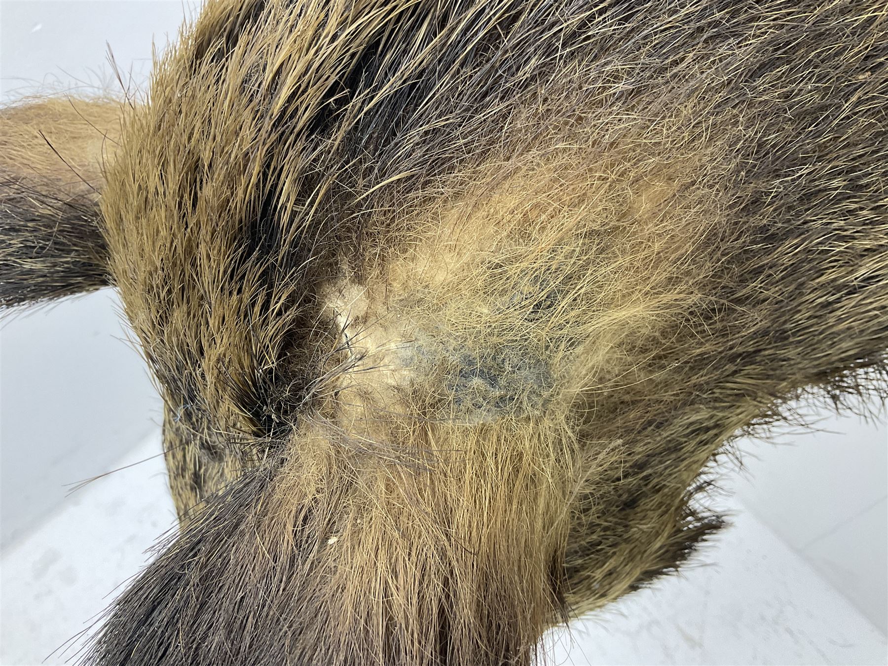 Taxidermy; European Wild Boar (Sus scrofa), adult shoulder mount looking straight ahead, with mouth agape, mounted upon a wooden shield, H70cm