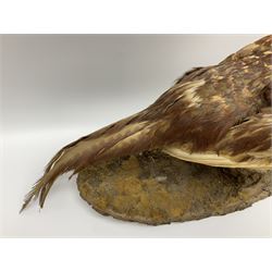 Taxidermy; Ring-necked Pheasant (Phasianus colchicus), adult female mount on open display, together with Pair of Hartebeest (Alcelaphus buselaphus) horns with upper skull, mounter upon a wooden shield, pheasant H40cm 