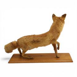 Taxidermy - Fox (Vulpes vulpes), full male adult mount on open display, with raise paw, upon wooden base, base W70cm
