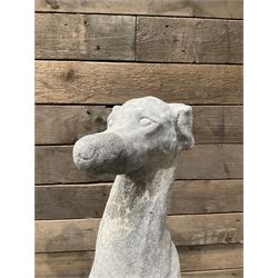 Pair of cast stone seated greyhounds, on square plinth base