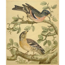  Sydenham (Syd) Teast Edwards (British 1768-1819): Study of Birds, ornithological watercolour signed 24cm x 19cm  