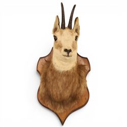 Taxidermy - Alpine Chamois (Rupicapra rupicapra), adult male shoulder mount with head facing front, mounted on wooden shield, H64cm