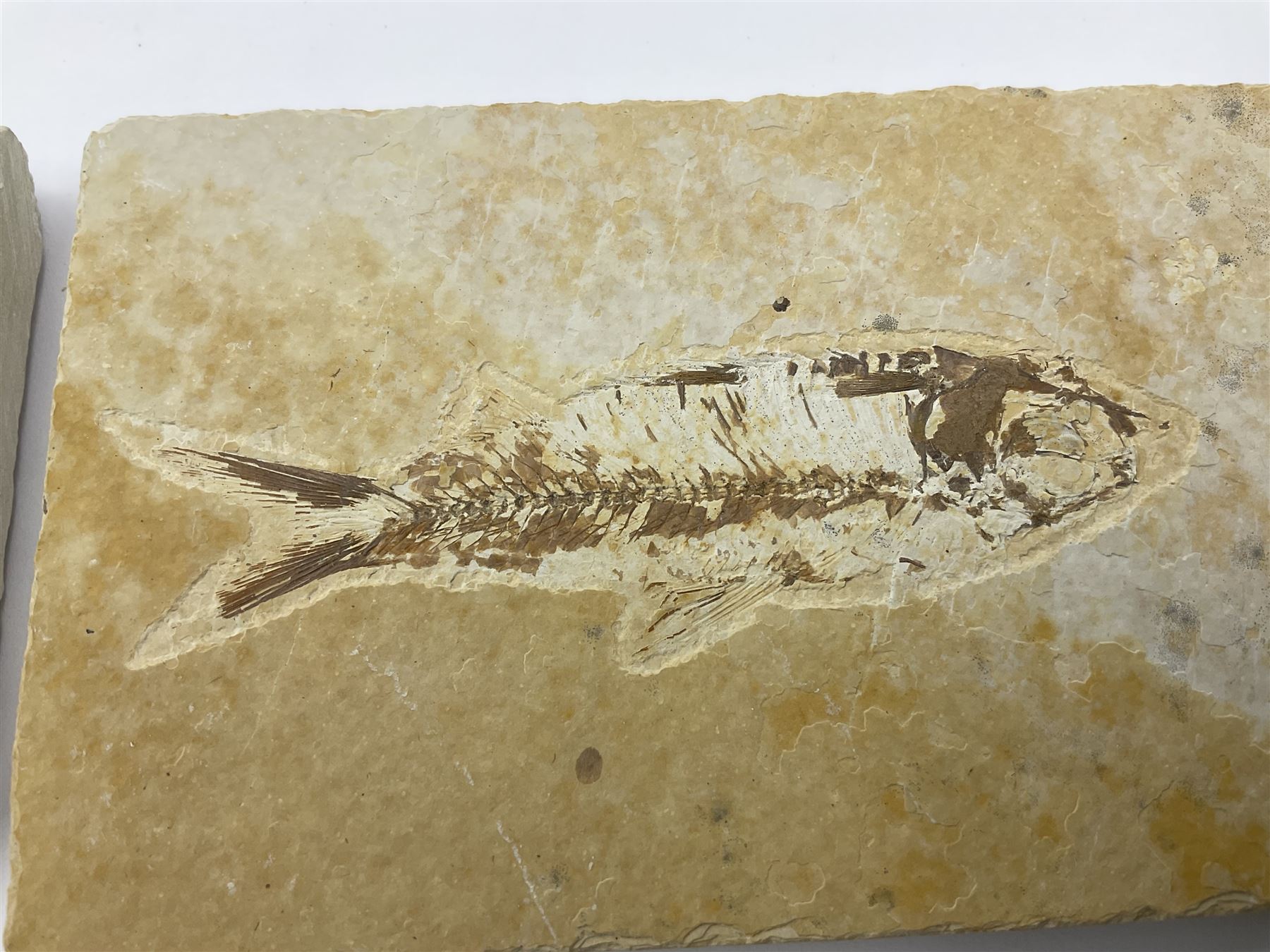 Four fossilised fish (Knightia alta) each in an individual matrix, age; Eocene period, location; Green River Formation, Wyoming, USA, largest matrix H7cm, L12cm