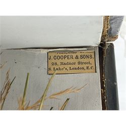 Taxidermy: Brown trout (Salmo trutta), preserved by John Cooper & Sons, 28 Radnor Street, St Luke's, London, skin mount set above a pebbled river bed with reeds and grasses, set against blue painted back drop, inscription to the back drop 'Trout caught by Rev R.S. Ricketts at Kirkham Bridge July 1st 1890, artificial fly, weight 1.5lb', L50cm H26cm 