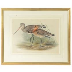 After John Gould (British 1804-1881) and Henry Constantine Richter (British 1821-1902): 'Limosa Melanura' or Black-tailed Godwit, colour lithograph 35cm x 48cm 