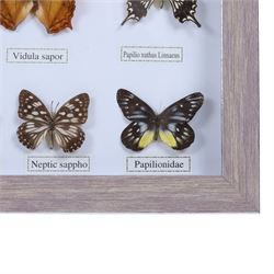 Entomology;  framed butterflies including Vidula sapor, Danidae, Cethosia Bibiis etc, H33cm, L43cm 