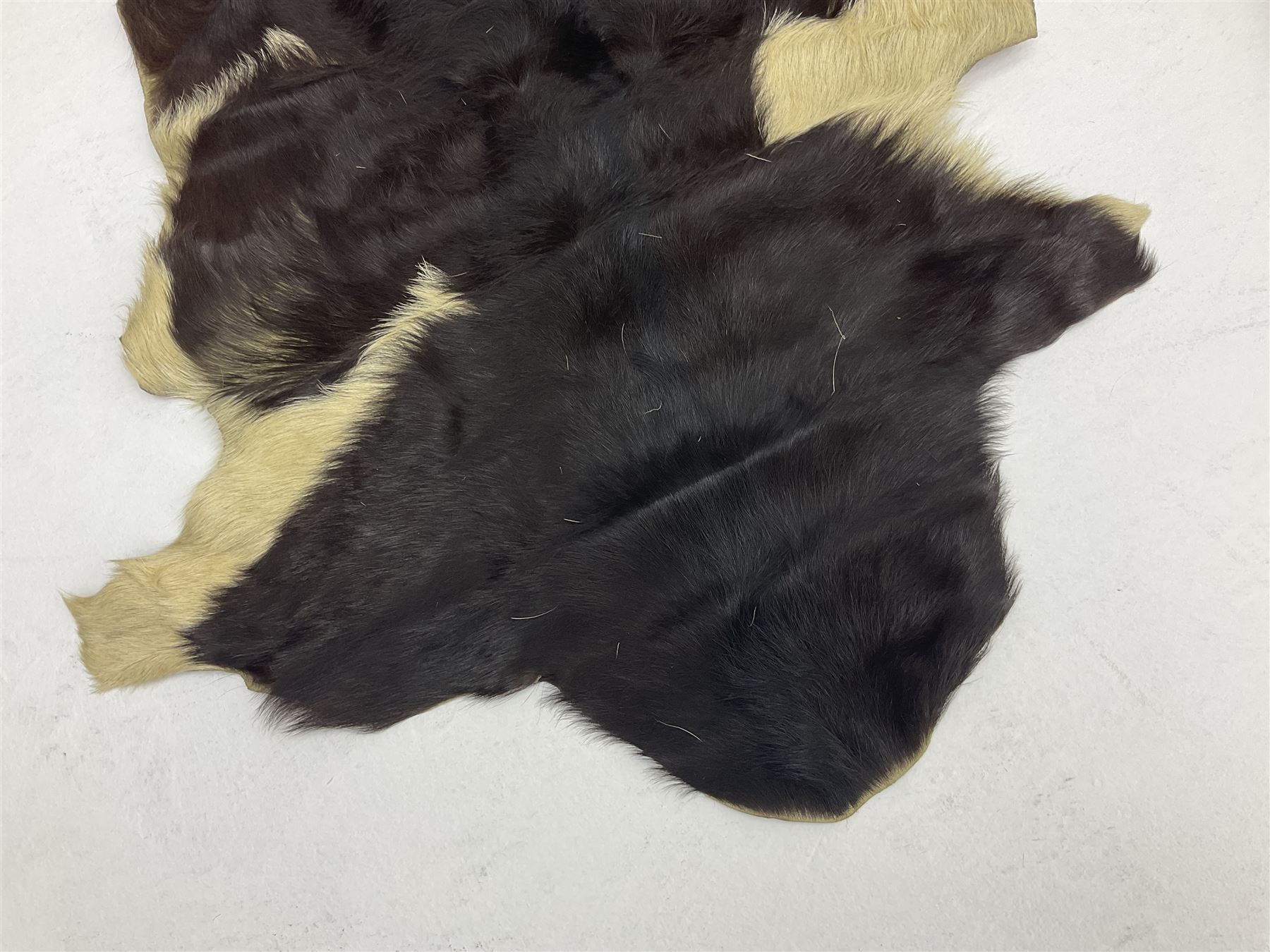 Taxidermy; Goat (Capra aegagrus hircus) pelt and deer (Cervidae) pelt, largest example L127cm