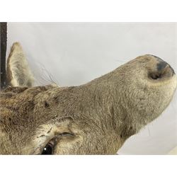 Taxidermy: Red Deer (Cervus elaphus), adult male imperial stag shoulder mount looking straight ahead, ten point antlers, mounted upon a shaped wooden shield, D65cm
