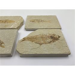 Four fossilised fish (Knightia alta) each in an individual matrix, age; Eocene period, location; Green River Formation, Wyoming, USA, largest matrix H9cm, L12cm