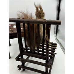 Anthropomorphic Taxidermy: Two red squirrels (Sciurus vulgaris), both seated upon a chair holding playing cards, one smoking a pipe 