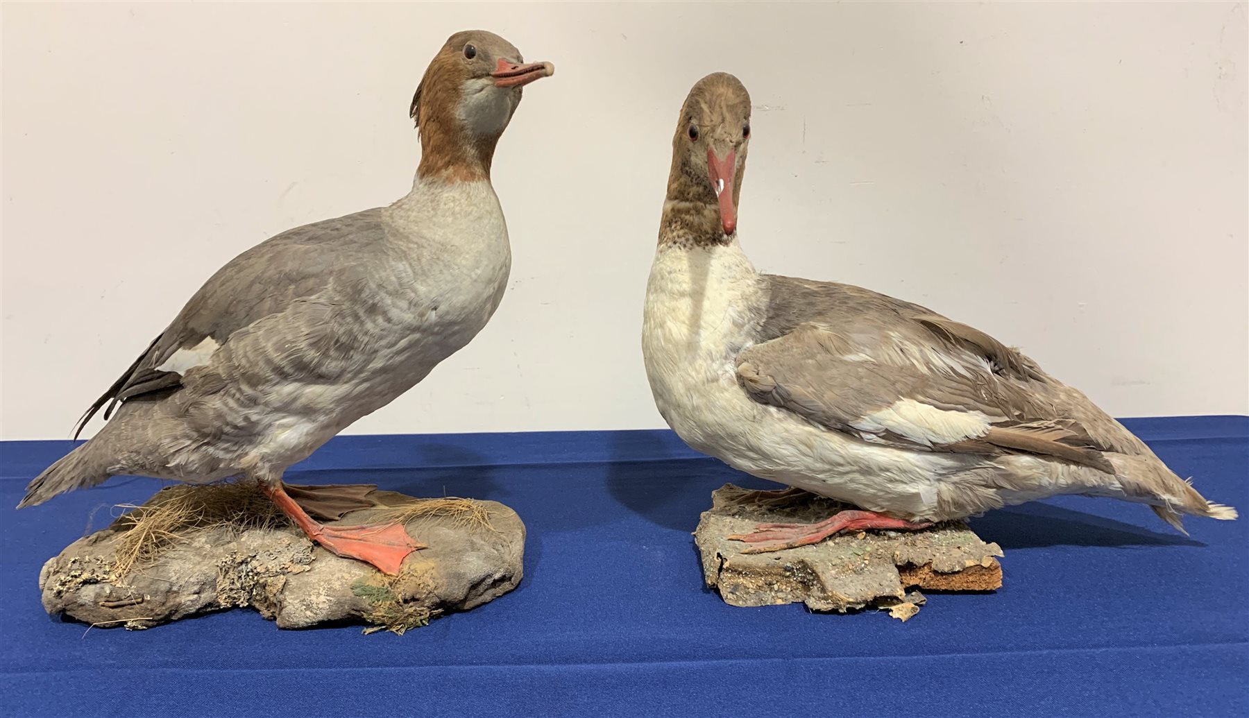 Taxidermy: Pair of Common Mergansers (Mergus merganser), full mounts, each upon naturalistic base, one example detailed with grasses, largest approximately H34cm, together with Coot and Duck, full mounts, duck upon rectangular wooden plinth, coot upon circular plinth detailed with moss and lichen. All on open display.