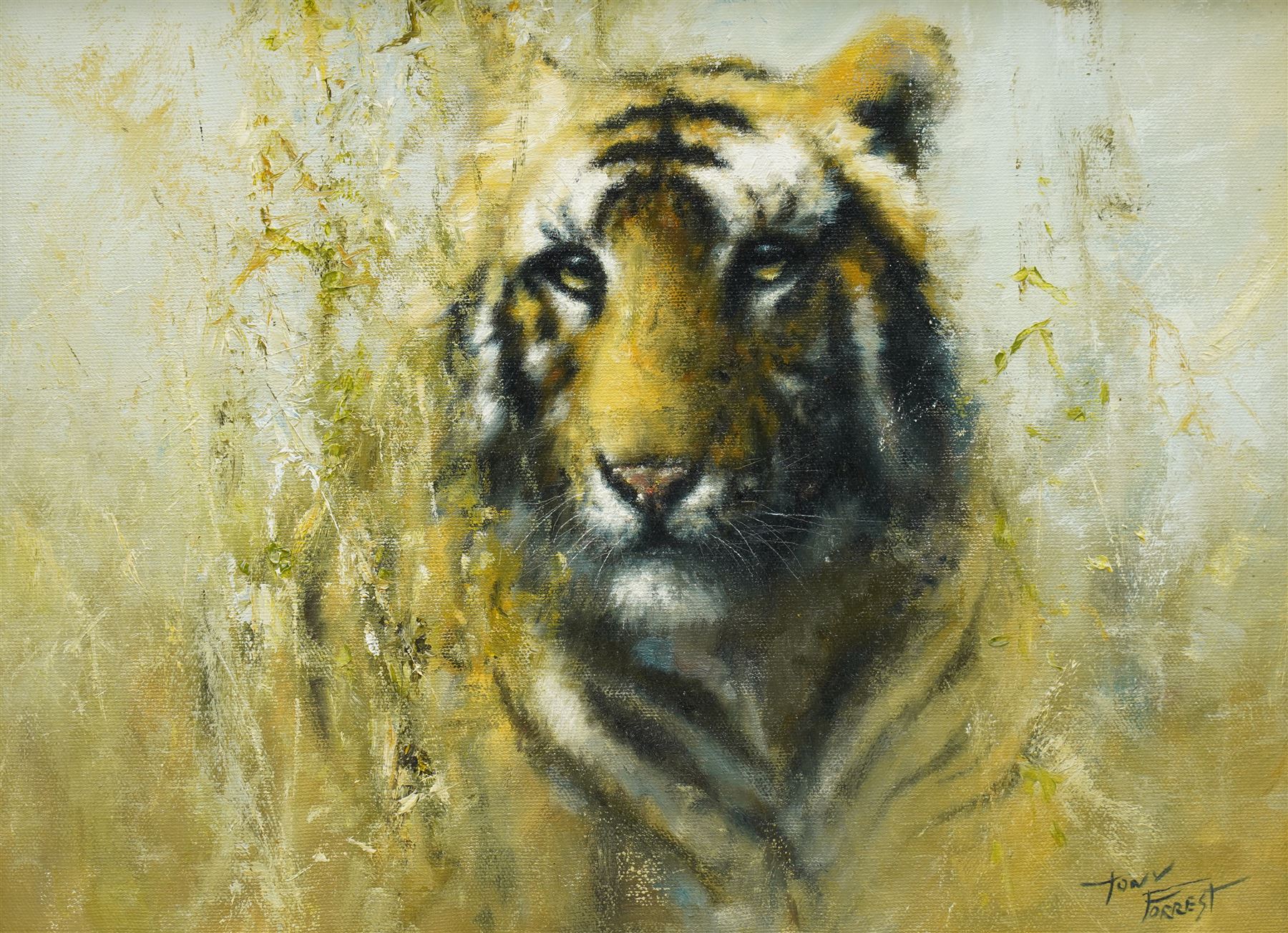 Tony Forrest (British 1961-): Study of a Tiger, oil on canvas signed 29cm x 39cm
