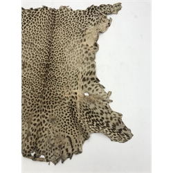  Taxidermy - Early 20th century Leopard skin rug (Panthera Pardus) with tanned back, 132cm x 104cm max   
