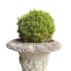 Pair of weathered composite stone campana urns on pedestals, the flared egg-and-dart rim over a tapering body with fruiting grapevine decoration in relief, over gadrooned underbelly, the rectangular pedestals moulded with floral garlands, planted