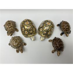 Two Royal Crown Derby Indian Star Tortoise paperweights with gold stoppers and four Wade tortoises