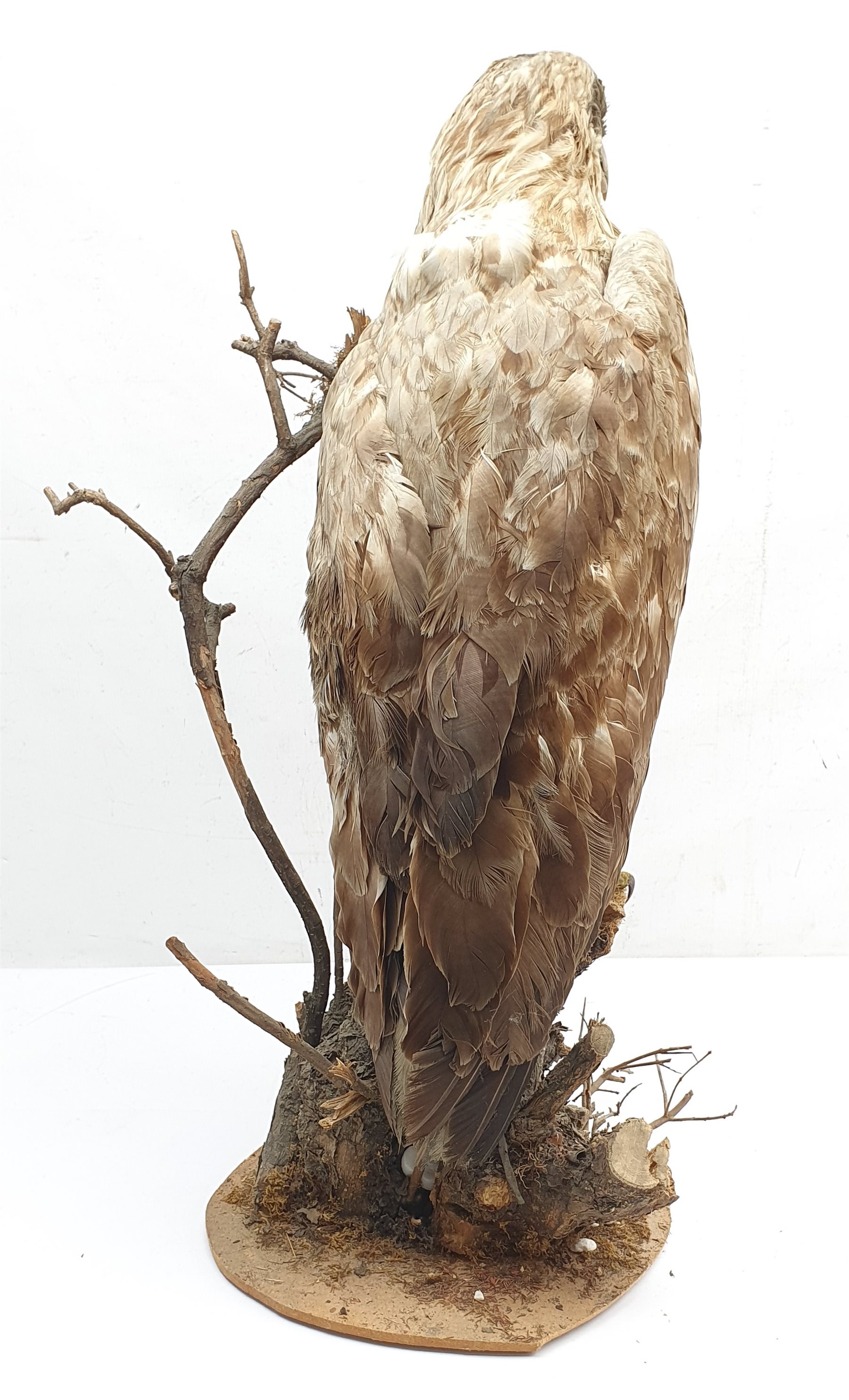Taxidermy: White-Tailed Sea Eagle (Haliaeetus albicilla), circa 1900-1920, full mount on open display standing atop a branch work base, H68cm