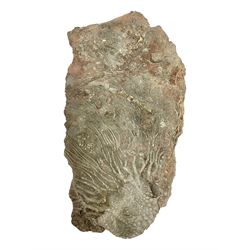 Crinoid sea bed plaque, with partial Scyphocrinites crinoid specimen, age; Silurian period, location; Morocco, L32cm L17cm 