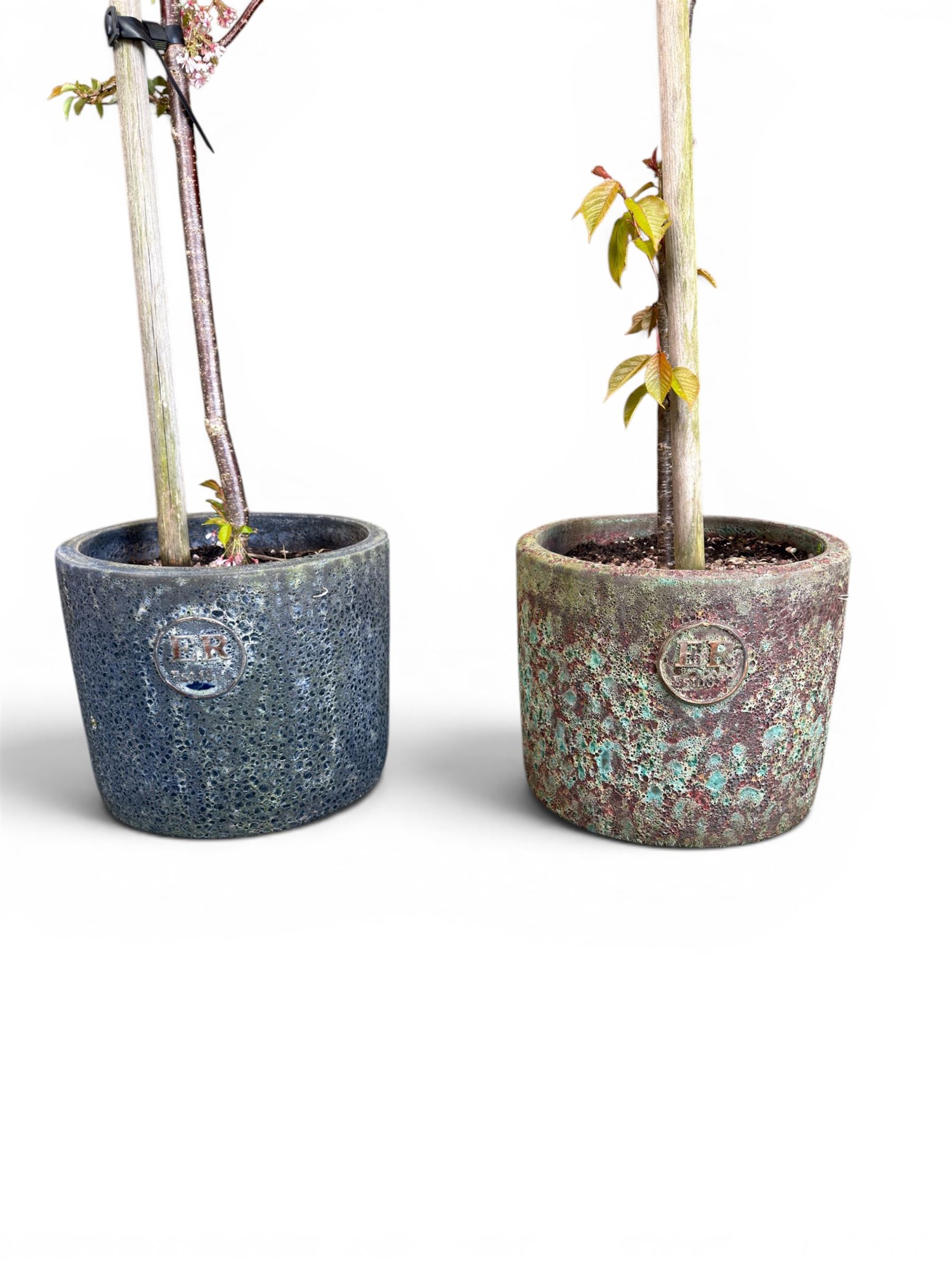 Pair of mature ornamental cherry trees, planted in lead-effect planters stamped ER