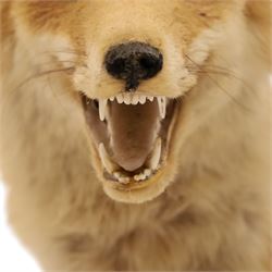 Taxidermy - Fox (Vulpes vulpes), full male adult mount on open display, with raise paw, upon wooden base, base W70cm