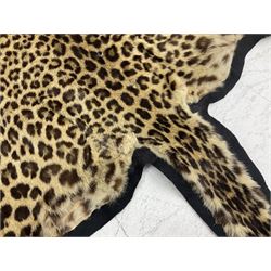 Taxidermy: Early 20th century Indian leopard (Panthera pardus fusca), adult skin rug, with limbs outstretched, upon a felt back, nose to tail L186cm