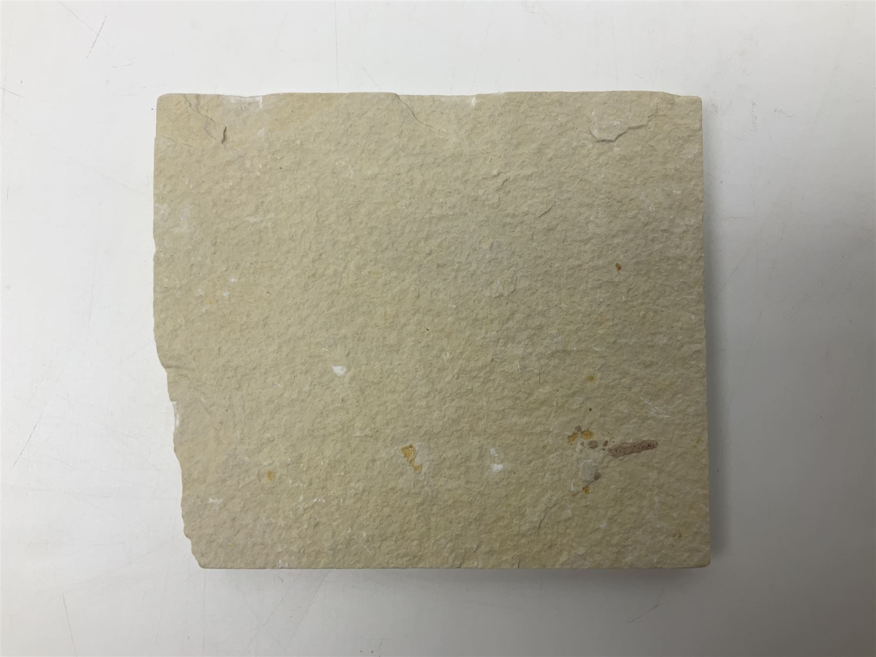 Two fossilised fish (Knightia alta) in a single matrix, age; Eocene period, location; Green River Formation, Wyoming, USA, matrix H12cm, L13cm