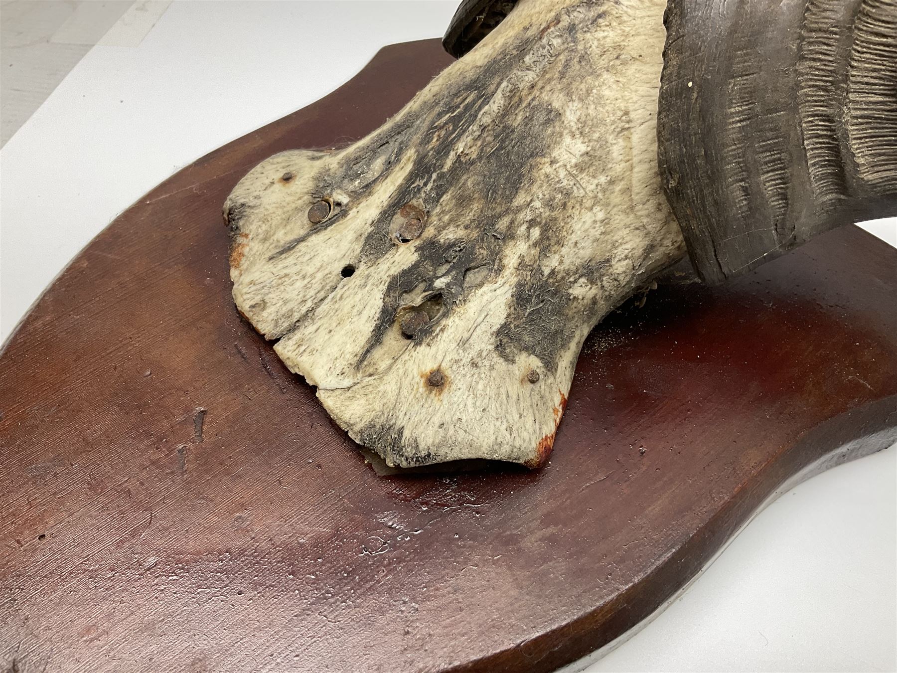Taxidermy; Ring-necked Pheasant (Phasianus colchicus), adult female mount on open display, together with Pair of Hartebeest (Alcelaphus buselaphus) horns with upper skull, mounter upon a wooden shield, pheasant H40cm 