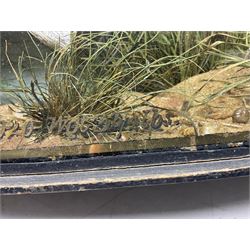 Taxidermy: Brown trout (Salmo trutta), skin mount set above a pebbled river bed with reeds and ferns, against blue painted back drop, enclosed within an ebonised bow-front display case, with 'Costa Beck June 8th 1920, Weight 3 3/4lbs',inscribed to the glass, H31cm, L62cm 