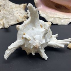 Conchology: selection of conch shells, to include horned examples, largest H17cm, L24cm
