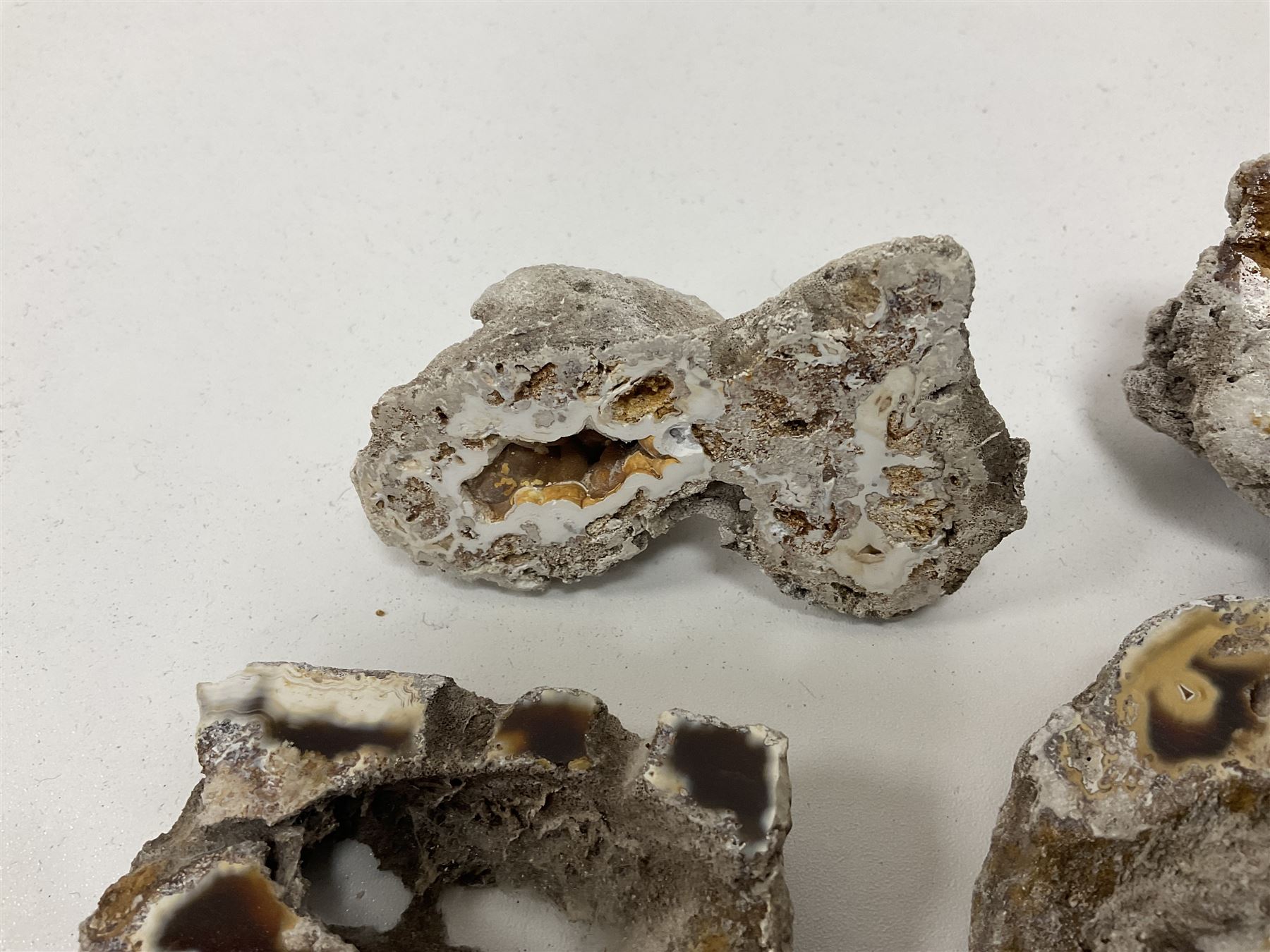 Large collection of Agatized Coral, largest H11cm (12)