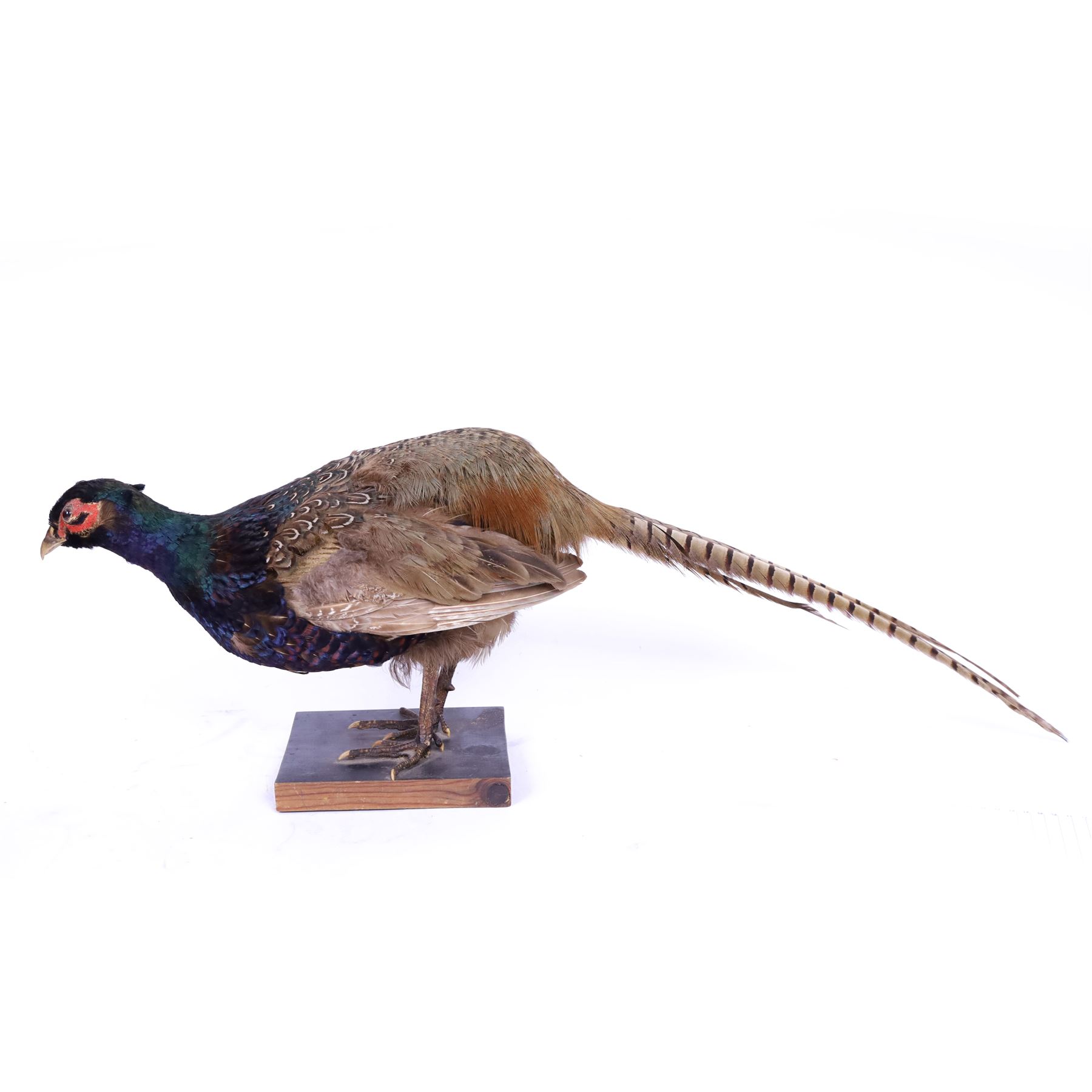 Taxidermy - Ring necked Pheasant (Phasianus Colchicus), full adult male mount, H26cm 