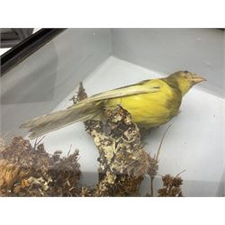Taxidermy: Victorian Cased Canary (Serinus canaria domestica), full mount adult perched on a branch, amidst a natural setting, set against a pale blue painted back drop, enclosed within ebonised single pane glass display case, together with a cased pair of Knox (Calidris canutus), fill mount adults, amidst a naturalistic setting set against a pale blue painted back drop, enclosed within ebonised single pane glass display case, canary H20cm, L17cm