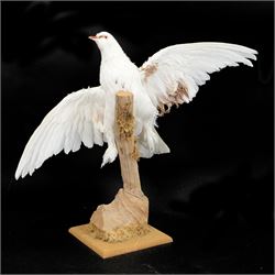 Taxidermy: Frillback Pigeon (Columba livia), full adult mount with wings outstretched, upon a dry tree stump, mounted upon moss covered base, sticker beneath Gilers Sim Collection ... 2017, H52cm