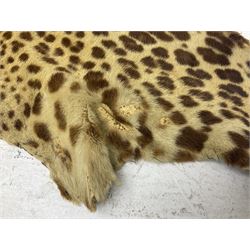 Taxidermy: Early 20th century Indian leopard (Panthera pardus fusca), adult skin rug with head mount, mouth agape, with limbs outstretched, nose to tail L156cm