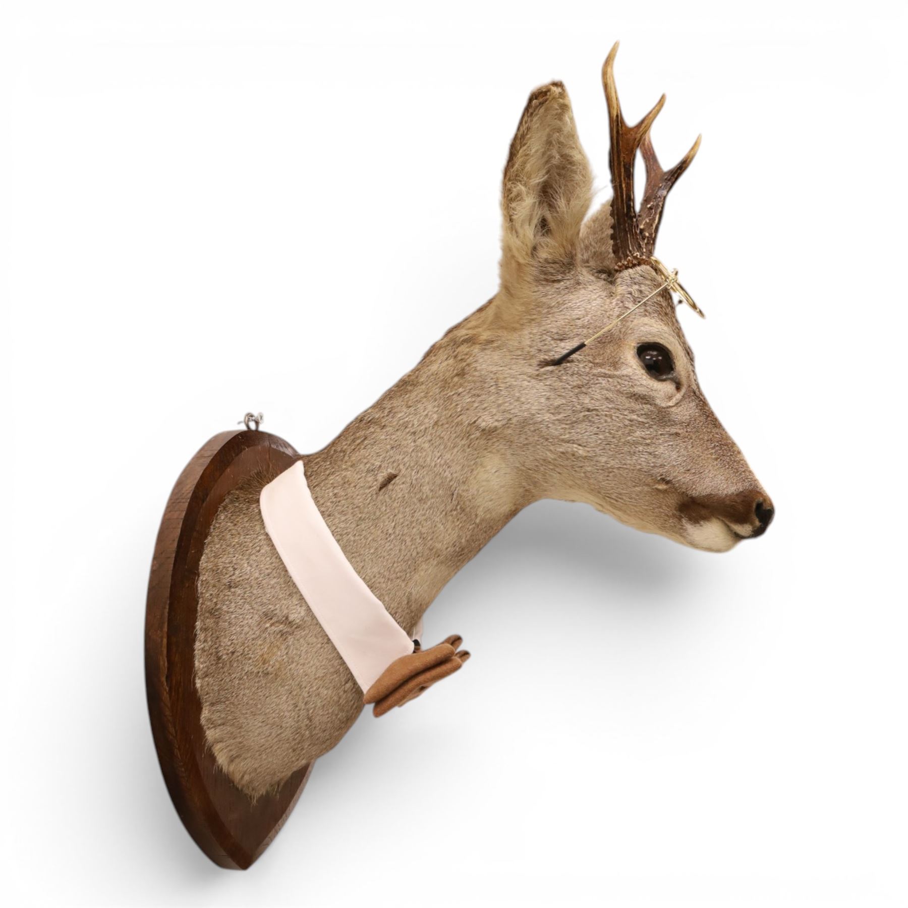 Anthropomorphic Taxidermy - Roe Deer (Capreolus capreolus), smartly dressed in spectacles and bowtie, mounted on wooden shield, H50cm