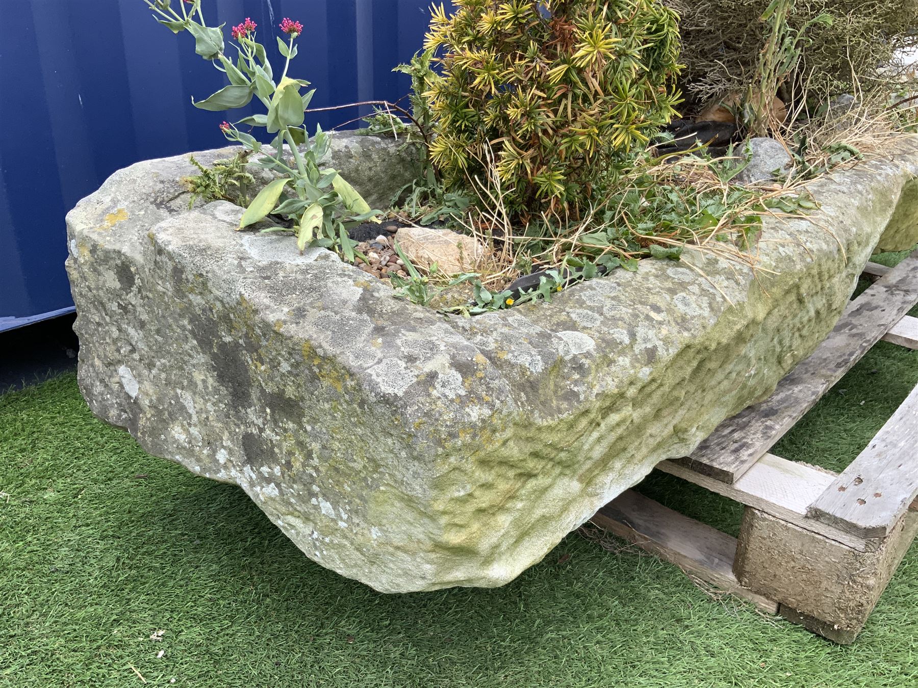 18th/19th century shallow sandstone trough/planter, long rectangular shape with rough cut and tooled sides, planted - THIS LOT IS TO BE COLLECTED BY APPOINTMENT FROM DUGGLEBY STORAGE, GREAT HILL, EASTFIELD, SCARBOROUGH, YO11 3TX