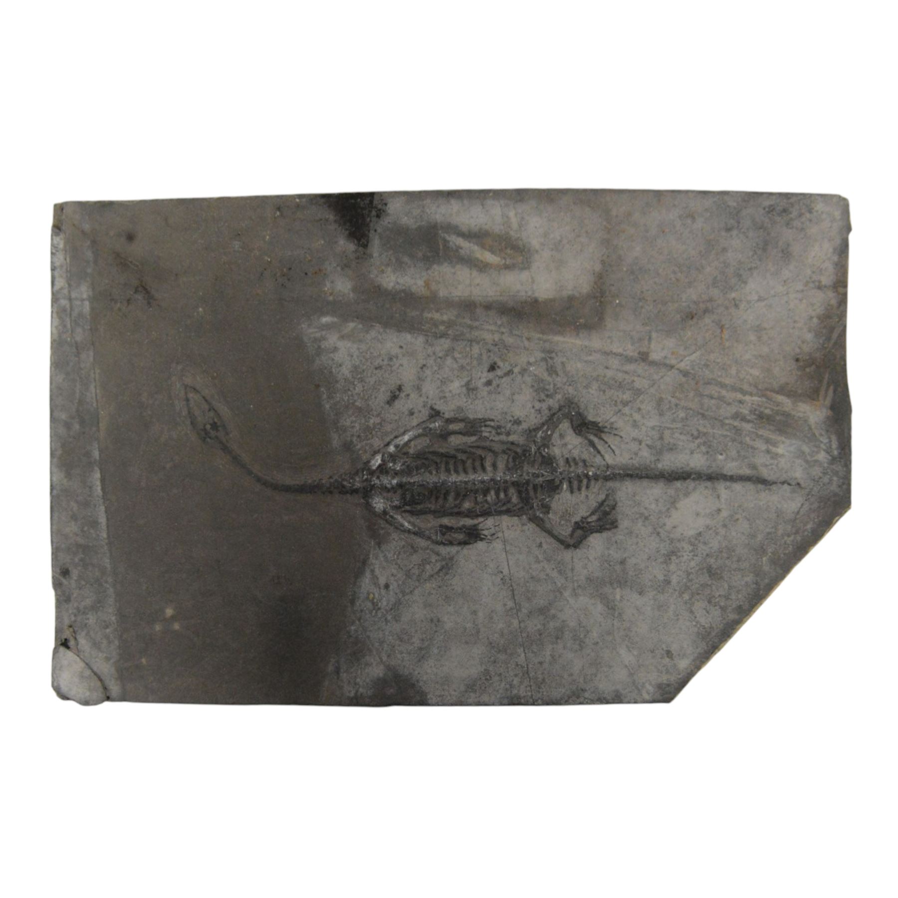 Fossilised reptile Keichosaurus hui, age; Triassic Period, Location Henana Province China, specimen L18cm   