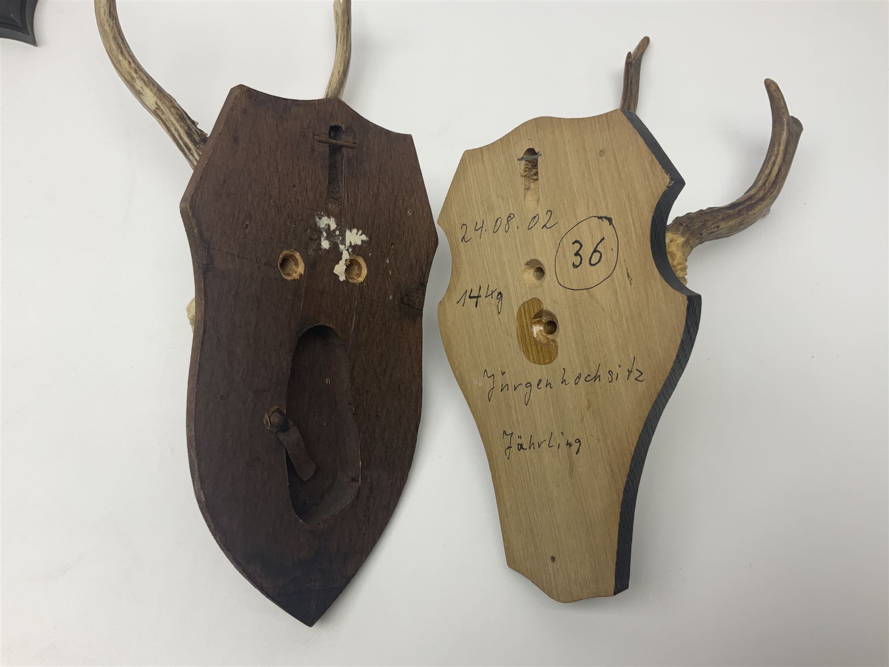 Antlers/Horns: Roe Deer (Capreolus capreolus) ten pairs of roe deer antlers mounted upon wooden shields, shield H20cm 