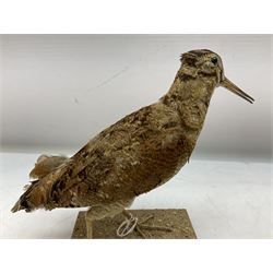 Taxidermy: Two Woodcock (Scolopax rusticola), both adult mounts on open display upon wooden bases, tallest example H22cm 
